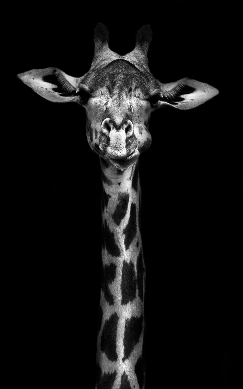 Animals - Animal 121