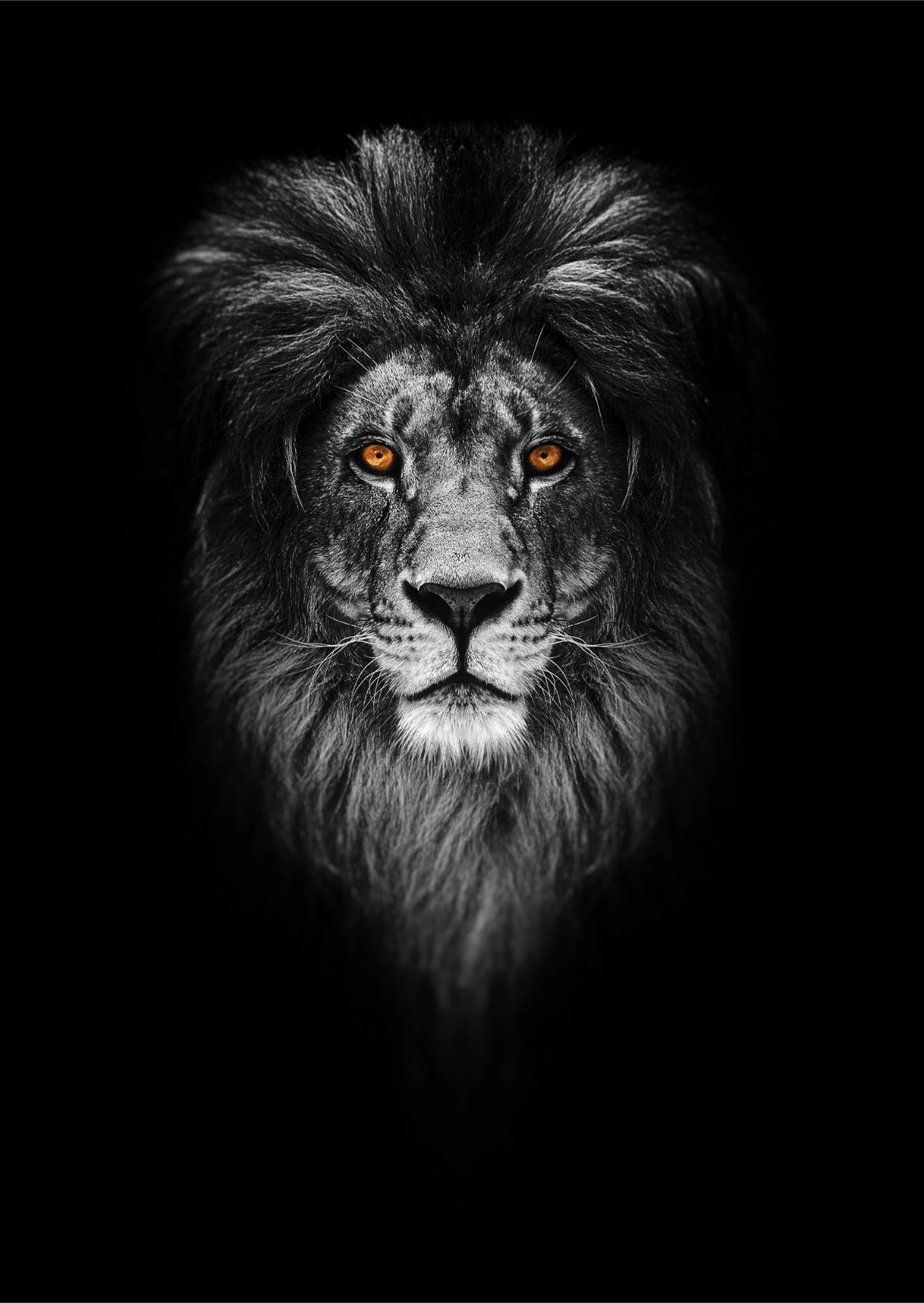 Animals - Animal 26