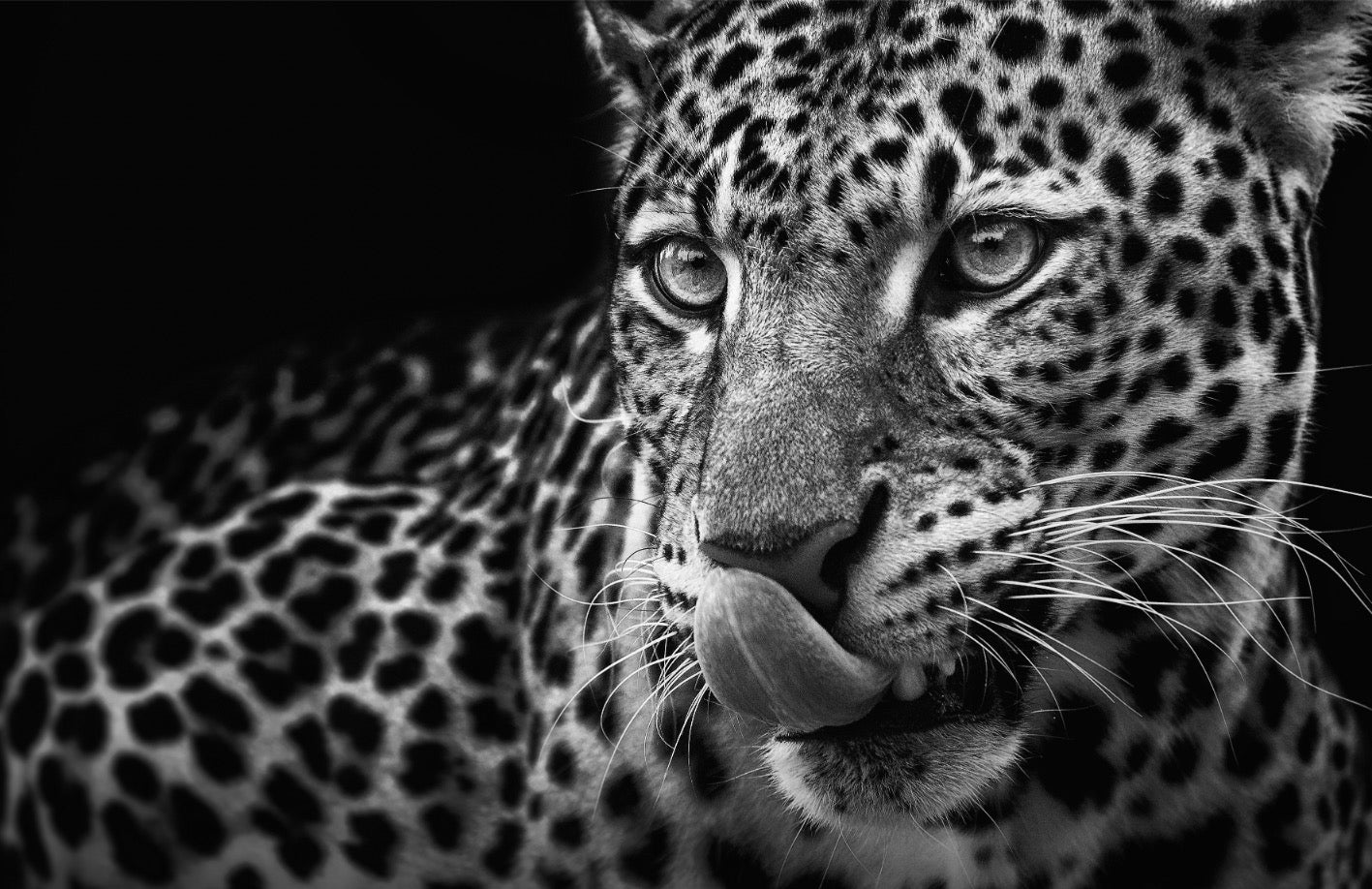 Animals - Animal 29