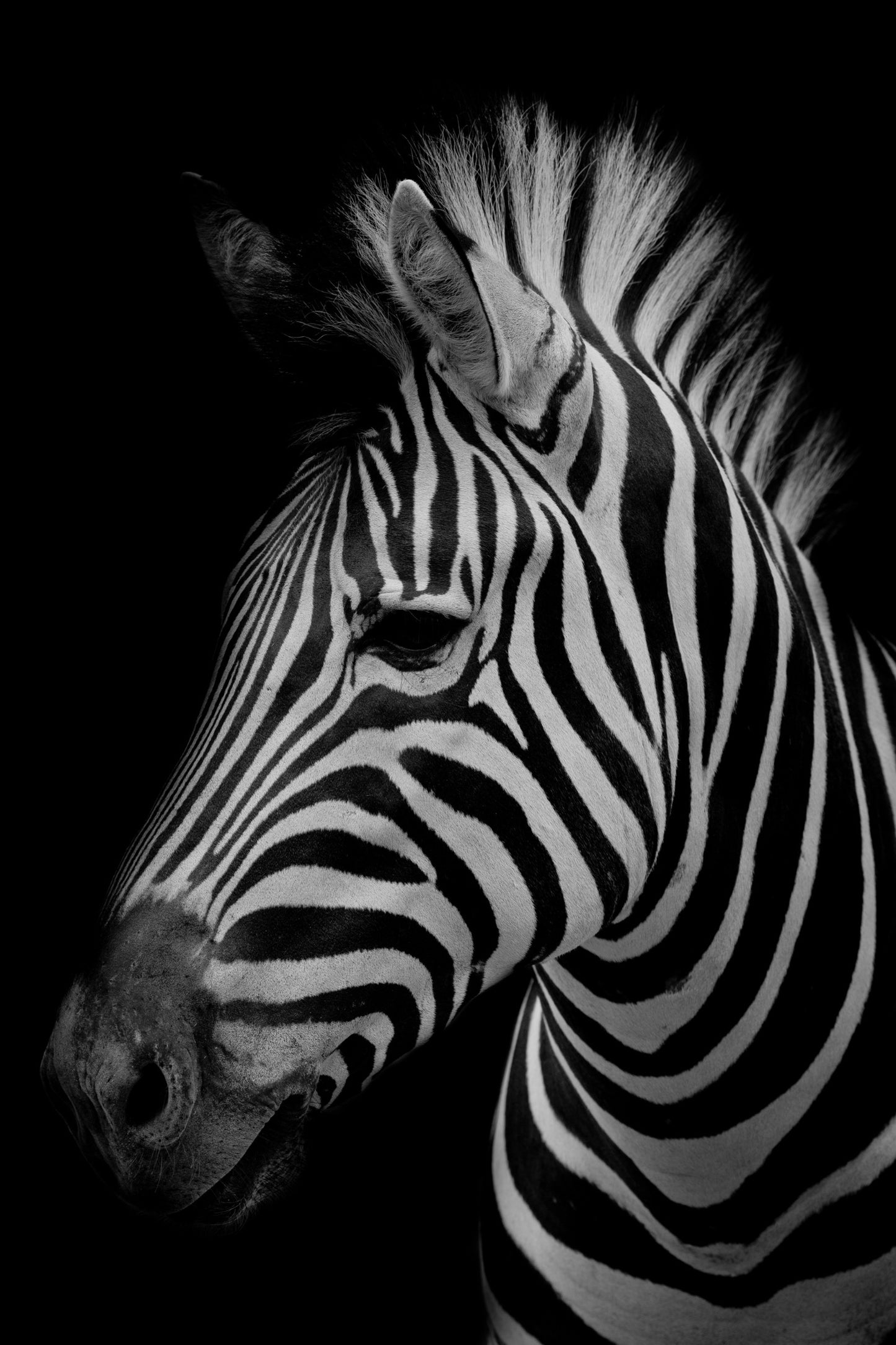 Animals - Animal 46